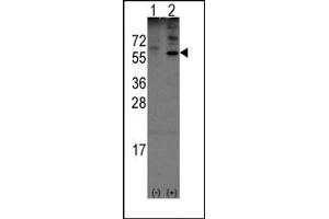 Image no. 1 for anti-Olfactomedin 1 (OLFM1) (N-Term) antibody (ABIN357853) (Olfactomedin 1 antibody  (N-Term))