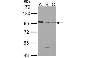 Western Blotting (WB) image for anti-gamma-aminobutyric Acid (GABA) B Receptor, 1 (GABBR1) antibody (ABIN2855413)