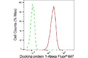 Flow cytometric analysis of Docking protein 1 expression in C2C12 cells using Docking protein 1 antibody (ABIN7798379), 1:2,000). (Recombinant DOK1 antibody)