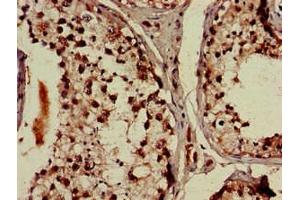 Immunohistochemistry of paraffin-embedded human testis tissue using ABIN7164355 at dilution of 1:100