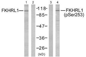 Western blot analysis of extracts from NIH/3T3 cells using FKHRL1 (Ab-253) antibody (E021171, Lane 1 and 2) and FKHRL1 (phospho-Ser253) antibody (E011157, Lane 3 and 4). (FOXO3 antibody)