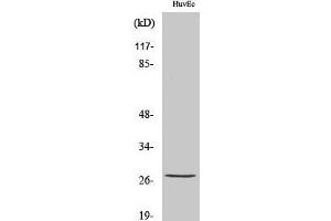 Western Blot analysis of HuvEc cells with Phospho-HSP27 (Ser82) Polyclonal Antibody at dilution of 1:1000 (HSP27 antibody  (pSer82))