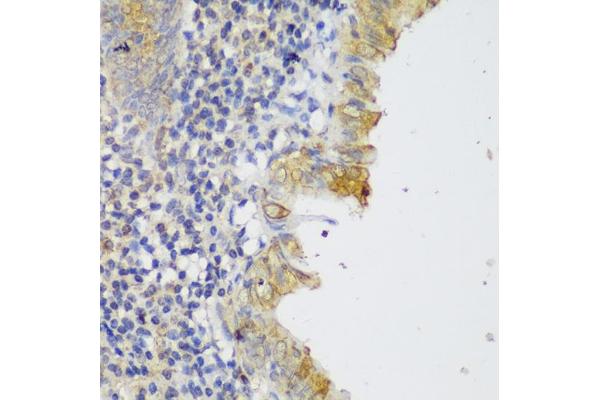 GCC2 antibody  (AA 1-300)