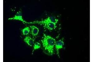 Image no. 5 for anti-Fumarylacetoacetate Hydrolase Domain Containing 2A (FAHD2A) antibody (ABIN1498183) (FAHD2A antibody)