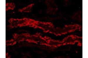 ABIN190837 (20µg/ml) staining of PFA-perfused cryosection of Porcine Kidney. (GPX3 antibody  (Internal Region))