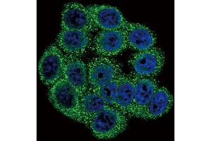 Confocal immunofluorescent analysis of INHA Antibody (N-term) (ABIN390680 and ABIN2840974) with Hela cell followed by Alexa Fluor 488-conjugated goat anti-rabbit lgG (green). (Inhibin alpha antibody  (N-Term))