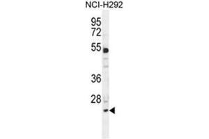 BCL7A Antibody (N-term) western blot analysis in NCI-H292 cell line lysates (35µg/lane). (BCL7A antibody  (N-Term))