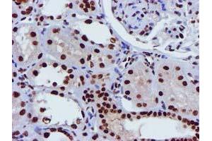 Image no. 3 for anti-Glutathione S-Transferase theta 2 (GSTT2) antibody (ABIN1498553) (GSTT2 antibody)