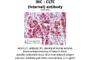 Image no. 1 for anti-Clathrin Heavy Chain (CLTC) (C-Term), (Internal Region) antibody (ABIN1733162) (Clathrin Heavy Chain (CLTC) (C-Term), (Internal Region) antibody)