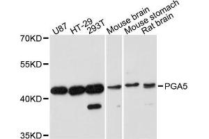 Western blot analysis of extracts of various cell lines, using PGA5 antibody. (PGA5 antibody  (AA 63-180))