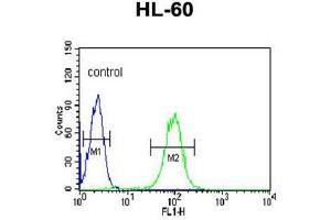 BPI Antibody (Center) flow cytometric analysis of HL-60 cells (right histogram) compared to a negative control cell (left histogram). (BPI antibody  (Middle Region))
