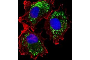 Fluorescent image of MCF-7 cells stained with ALDH6A1 Antibody (ABIN659006 and ABIN2838041). (ALDH6A1 antibody)