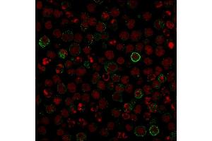 Confocal Immunofluorescence image of Raji cells using CD86 Mouse Monoclonal Antibody (C86/1146) followed by goat anti-Mouse IgG conjugated with CF488 (green). (CD86 antibody)