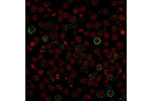 Confocal Immunofluorescence image of Raji cells using CD86 Mouse Monoclonal Antibody (C86/1146) followed by goat anti-Mouse IgG conjugated with CF488 (green). (CD86 antibody)