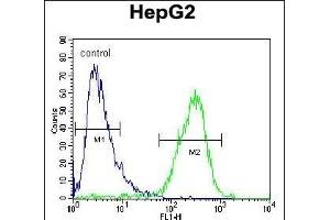 ZC12A Antibody (Center) (ABIN654931 and ABIN2844574) flow cytometric analysis of HepG2 cells (right histogram) compared to a negative control cell (left histogram). (ZC3H12A antibody  (AA 331-358))