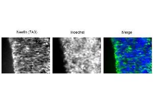 Immunofluorescence (IF) image for anti-Nestin (NES) antibody (ABIN2452056)