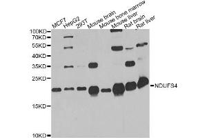 Western blot analysis of extracts of various cell lines, using NDUFS4 antibody. (NDUFS4 antibody)