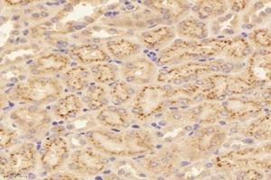 Immunohistochemistry analysis of paraffin-embedded mouse kidney using,RISC (ABIN7075546) at dilution of 1: 4000 (SCPEP1 antibody)