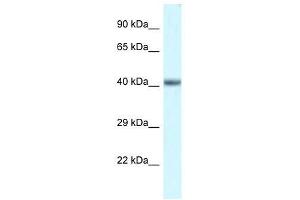 Western Blot showing Pou4f3 antibody used at a concentration of 1. (POU4F3 antibody  (N-Term))