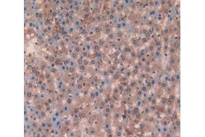 Used in DAB staining on fromalin fixed paraffin- embedded liver tissue (Laminin beta 3 antibody  (AA 503-738))