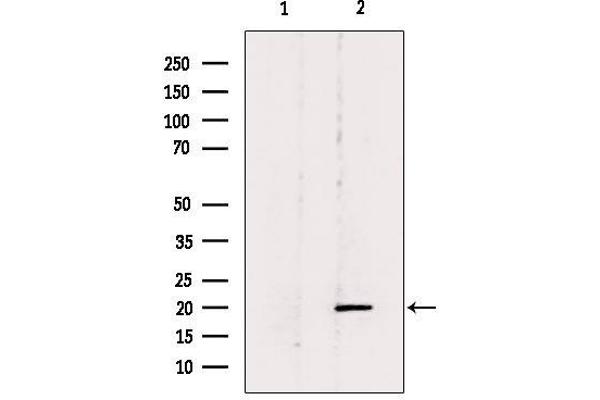 Betacellulin antibody  (N-Term)