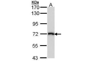 WB Image Sample (30 ug of whole cell lysate) A: Molt-4 , 7. (SLC3A2 antibody)