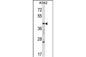 Western blot analysis in K562 cell line lysates (35ug/lane). (MAFA antibody  (C-Term))