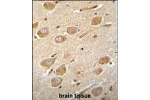 CNGA4 Antibody immunohistochemistry analysis in formalin fixed and paraffin embedded human brain tissue followed by peroxidase conjugation of the secondary antibody and DAB staining. (CNGA4 antibody  (N-Term))