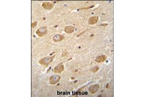 CNGA4 Antibody immunohistochemistry analysis in formalin fixed and paraffin embedded human brain tissue followed by peroxidase conjugation of the secondary antibody and DAB staining. (CNGA4 antibody  (N-Term))
