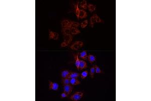 Immunofluorescence analysis of HepG2 cells using WNT1 antibody (ABIN1683291, ABIN3016105, ABIN3016107 and ABIN6219551) at dilution of 1:100.