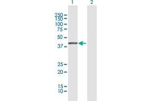Western Blot analysis of SERPINB1 expression in transfected 293T cell line by SERPINB1 MaxPab polyclonal antibody. (SERPINB1 antibody  (AA 1-379))
