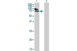 Western Blot analysis of PDE4A expression in transfected 293T cell line by PDE4A MaxPab polyclonal antibody.
