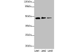 PRSS35 Antikörper  (AA 201-413)
