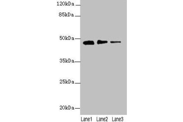 PRSS35 antibody  (AA 201-413)