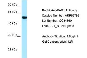 Western Blotting (WB) image for anti-phosphoprotein Associated with Glycosphingolipid Microdomains 1 (PAG1) (C-Term) antibody (ABIN2789626) (PAG1 antibody  (C-Term))