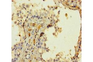 Immunohistochemistry of paraffin-embedded human testis tissue using ABIN7165887 at dilution of 1:100 (SGK196 antibody  (AA 44-350))