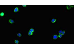Immunofluorescent analysis of HepG2 cells using ABIN7174607 at dilution of 1:100 and Alexa Fluor 488-congugated AffiniPure Goat Anti-Rabbit IgG(H+L) (SLC35A2 antibody  (AA 136-234))