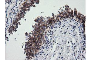 Image no. 2 for anti-Prostaglandin E Synthase 2 (PTGES2) antibody (ABIN1500491) (PTGES2 antibody)