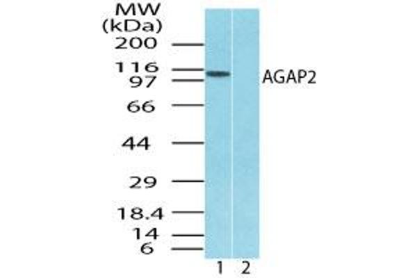 AGAP2 antibody  (AA 20-60)