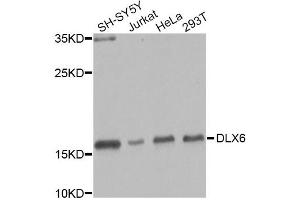 Western blot analysis of extracts of various cell lines, using DLX6 Antibody (ABIN2736646) at 1:1000 dilution. (DLX6 antibody)