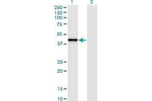 SNAPC2 antibody  (AA 16-114)