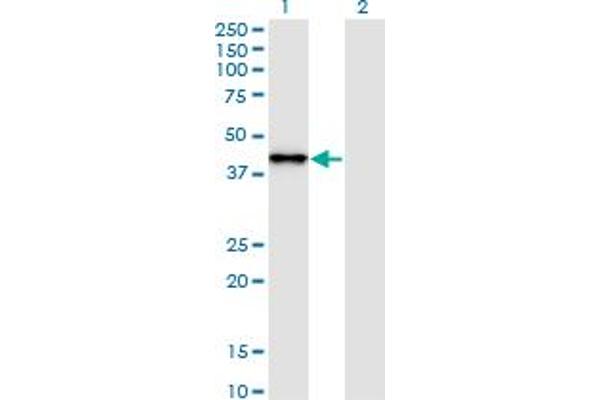 SNAPC2 antibody  (AA 16-114)