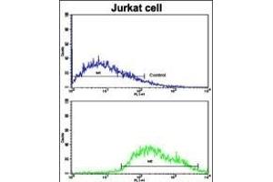 Flow cytometric analysis of jurkat cells using COG4 Antibody (C-term)(bottom histogram) compared to a negative control cell (top histogram). (COG4 antibody  (C-Term))