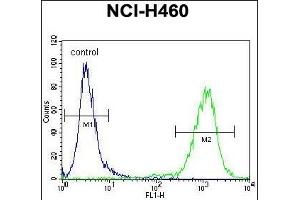 MIER2 Antibody (N-term) (ABIN655124 and ABIN2844753) flow cytometric analysis of NCI- cells (right histogram) compared to a negative control cell (left histogram).