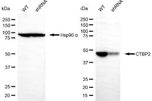 Western blotting analysis using CTBP2 antibody (ABIN7797817). (CTBP2 antibody)