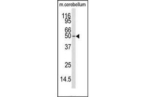 Western blot analysis of anti-CKK1 Antibody (N-term) (ABIN392189 and ABIN2841895) in mouse cerebellum tissue lysates (35 μg/lane). (CAMKK1 antibody  (N-Term))