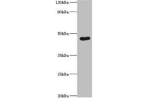 Western blot All lanes: Egl nine homolog 1 antibody at 12 μg/mL + Rat brain tissue Secondary Goat polyclonal to rabbit IgG at 1/10000 dilution Predicted band size: 47, 44, 37 kDa Observed band size: 47 kDa (EGLN1 antibody  (AA 301-426))