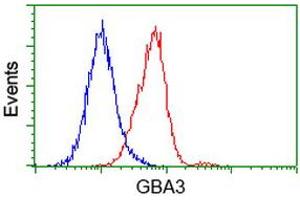 Flow cytometric Analysis of Hela cells, using anti-GBA3 antibody (ABIN2454362), (Red), compared to a nonspecific negative control antibody, (Blue). (GBA3 antibody  (AA 1-150, AA 370-469))