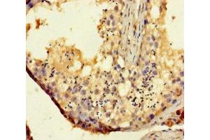 Immunohistochemistry of paraffin-embedded human testis tissue using ABIN7171540 at dilution of 1:100 (TAS2R14 antibody  (AA 283-317))