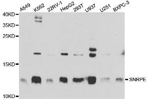 Western Blotting (WB) image for anti-Small Nuclear Ribonucleoprotein Polypeptide E (SNRPE) antibody (ABIN1876676)